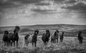 15980_Fotograf_Fine Holten_Dartmoor ponies_
